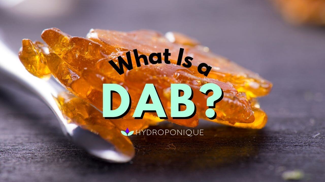 Dab Pose: Over 1,136 Royalty-Free Licensable Stock Illustrations & Drawings  | Shutterstock